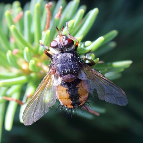 Réf. 352 383 : Tachina fera